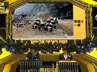 日本综艺最经典游戏之一——滑滑梯,只有被恶搞过的人才配说爱它