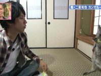 从此告别无聊时间!这些日本综艺软件让你爱上看电视