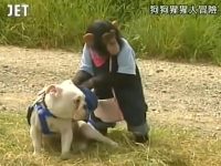 搞笑竞技节目!《狗狗猩猩大冒险》在线观看即刻开启快乐之旅