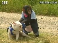 重回《猩猩狗狗大冒险》,小庞与詹姆斯的日常任务再次惊险刺激