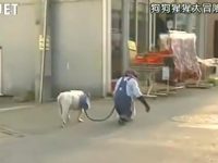 日本综艺巨制:感动人心的《猩猩狗狗大冒险》收官之作