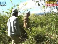 《铁腕DASH》综艺怎么下载?独家获取链接